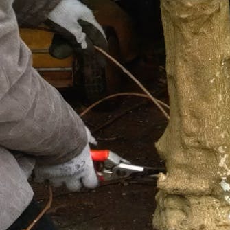 blåregn beskæring vinter blåregn beskæring vinter